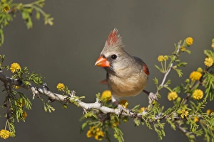 Northern Cardinal (Cardinalis cardinalis) female perched on branch