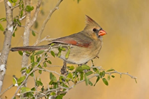 Images Dated 10th December 2010: Northern Cardinal (Cardinalis cardinalis) female perched on branch