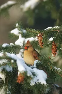 Northern Cardinal (Cardinalis cardinalis) female in spruce tree in winter, Marion Co. IL