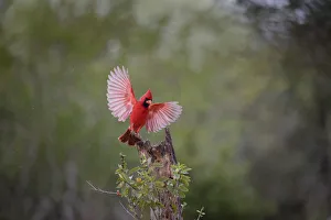 Images Dated 7th February 2018: Northern cardinal (Cardinalis cardinalis) landing