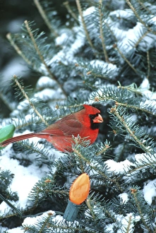 Images Dated 22nd December 2015: Northern Cardinal (Cardinalis cardinalis) male in Christmas tree in winter, Marion Co