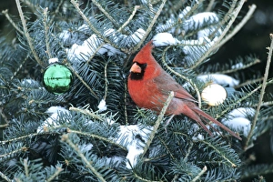 Images Dated 22nd December 2015: Northern Cardinal (Cardinalis cardinalis) male in Christmas tree in winter, Marion Co