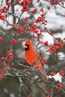 Images Dated 14th December 2013: Northern Cardinal (Cardinalis cardinalis) male in Common Winterberry bush (Ilex verticillata)