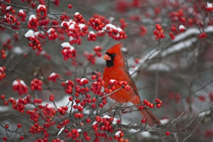 Northern Cardinal (Cardinalis cardinalis) male in Common Winterberry bush (Ilex verticillata)