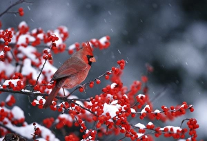 Images Dated 22nd December 2015: Northern Cardinal (Cardinalis cardinalis) male in Common Winterberry (Ilex verticillata)