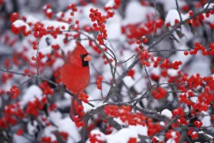 Northern Cardinal (Cardinalis cardinalis) male in Common Winterberry (Ilex verticillata) in winter