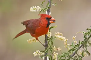 Images Dated 31st March 2008: Northern Cardinal (Cardinalis cardinalis) male eating sunflower seed, Starr Co. Texas