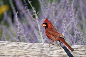 Images Dated 22nd December 2015: Northern Cardinal (Cardinalis cardinalis) male on fence near Russian Sage (Perovskia