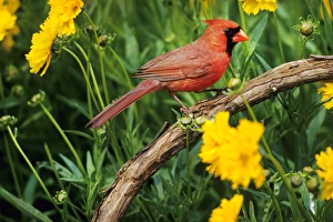 Images Dated 29th October 2015: Northern Cardinal (Cardinalis cardinalis) male in flower garden near Lance-leaved Coreopsis