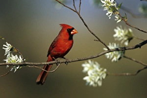 Images Dated 22nd December 2015: Northern Cardinal (Cardinalis cardinalis) male on Flowering Serviceberry tree (Amelanchier