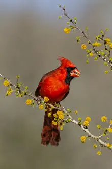 Images Dated 9th February 2015: Northern Cardinal (Cardinalis cardinalis) male in huische tree