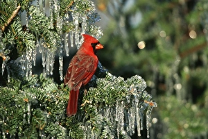 Images Dated 29th October 2015: Northern Cardinal (Cardinalis cardinalis) male in icy fir tree, Marion Co. IL