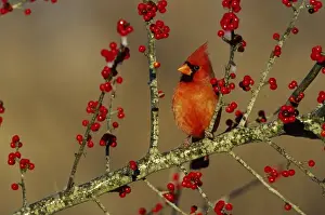 Images Dated 22nd December 2015: Northern Cardinal (Cardinalis cardinalis) male in icy Green Hawthorn (Crataegus virdis) tree