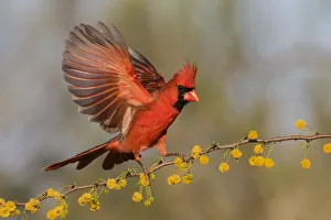 Songbird Prints: Northern Cardinal (Cardinalis cardinalis) male landing on huisache branch