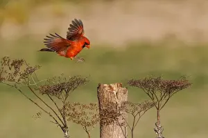 Images Dated 7th February 2015: Northern Cardinal (Cardinalis cardinalis) male landing on perch