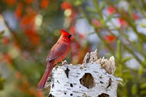 Northern Cardinal (Cardinalis cardinalis) male Marion Co. IL