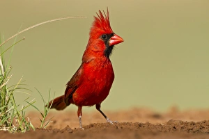Images Dated 31st May 2012: Northern Cardinal (Cardinalis cardinalis) male perched