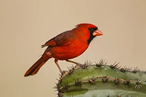 Northern Cardinal (Cardinalis cardinalis) male perched on cactus