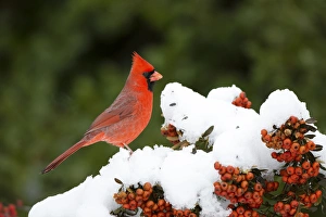 Images Dated 14th December 2013: Northern Cardinal (Cardinalis cardinalis) male in Scarlet Firethorn (Pyracantha coccinea) in winter