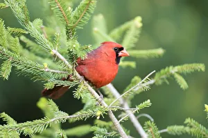 Images Dated 8th May 2017: Northern Cardinal (Cardinalis cardinalis) male in spruce tree, Marion County, Illinois