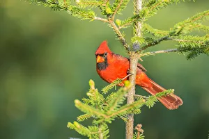 Images Dated 9th May 2017: Northern Cardinal (Cardinalis cardinalis) male in spruce tree, Marion County, Illinois