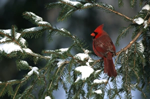 Images Dated 22nd December 2015: Northern Cardinal (Cardinalis cardinalis) male in spruce tree in winter IL