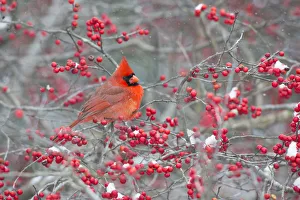 Images Dated 5th January 2017: Northern Cardinal (Cardinalis cardinalis) male in Winterberry bush (Ilex verticillata)