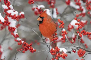 Images Dated 29th May 2020: Northern Cardinal (Cardinalis cardinalis ) male in Winterberry bush (Ilex verticillata