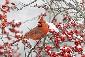 Images Dated 29th May 2020: Northern Cardinal (Cardinalis cardinalis) male in Winterberry bush (Ilex verticillata