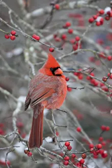 Images Dated 5th January 2017: Northern Cardinal (Cardinalis cardinalis) male in Winterberry bush (Ilex verticillata) Marion Co