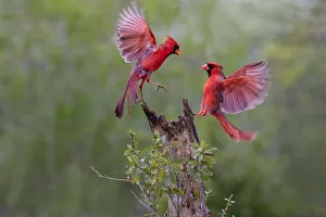Northern cardinal (Cardinalis cardinalis) males fighting