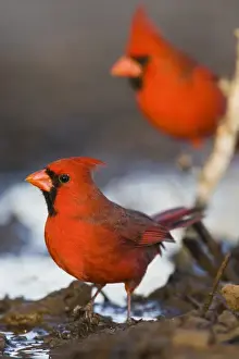 Standing Prints: Northern Cardinal (Cardinalis cardinalis) males at pond to drink, Starr Co. Texas, USA