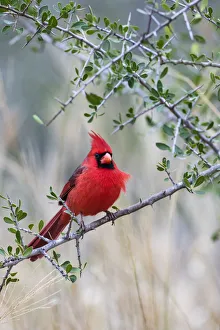Images Dated 6th February 2018: Northern cardinal (Cardinalis cardinalis) perched