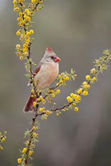 Prints of Northern cardinal (Cardinalis cardinalis) perched Images Dated 2019 June: Northern cardinal (Cardinalis cardinalis) perched
