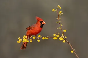 Images Dated 30th June 2021: Northern Cardinal (Cardinalis cardinalis) perched