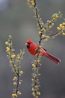 Images Dated 10th June 2019: Northern cardinal (Cardinalis cardinalis) perched in tree