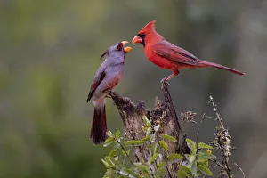 Images Dated 7th February 2018: Northern cardinal (Cardinalis cardinalis) and Pyrrhuloxia (Cardinalis sinuatus) males fighting