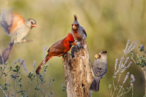 Images Dated 26th February 2015: Northern Cardinal (Cardinalis cardinalis) and Pyrrhuloxia (Cardinalis sinuatus) perched