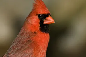 Northern Cardinal close up portrait