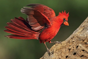 Images Dated 22nd November 2023: Northern cardinal dominance display toward another bird nearby