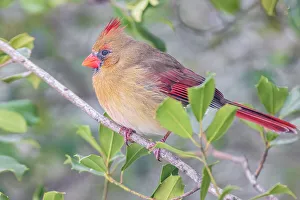 Songbird Prints: Northern Cardinal female in American Holly tree, Marion County, Illinois