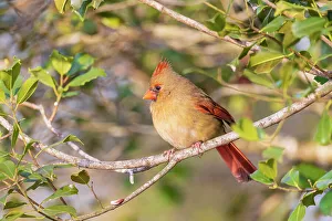 Songbird Prints: Northern Cardinal female in American Holly tree, Marion County, Illinois