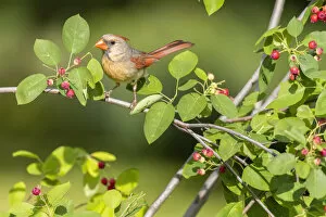 Northern cardinal female eating serviceberry, Marion County, Illinois
