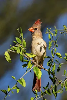 Songbird Prints: Northern cardinal female perched in bush