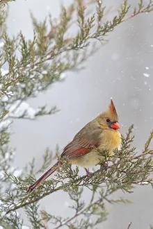 Nature Prints: Northern cardinal female in red cedar tree in winter snow, Marion County, Illinois