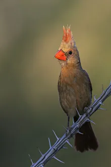 Northern cardinal female in the spotlight, USA, Arizona