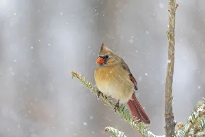 Nature Prints: Northern cardinal female in spruce tree in winter snow, Marion County, Illinois