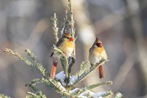Nature Prints: Northern cardinal females in spruce tree in winter snow, Marion County, Illinois