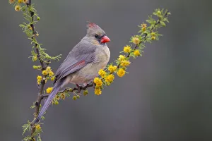 Images Dated 10th June 2019: Northern cardinal in habitat