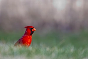 Songbird Prints: Northern Cardinal in Loup County, Nebraska, USA